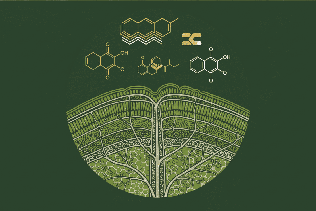 Terpene in Kratom: Was steckt noch in der Pflanze? - Kratoein