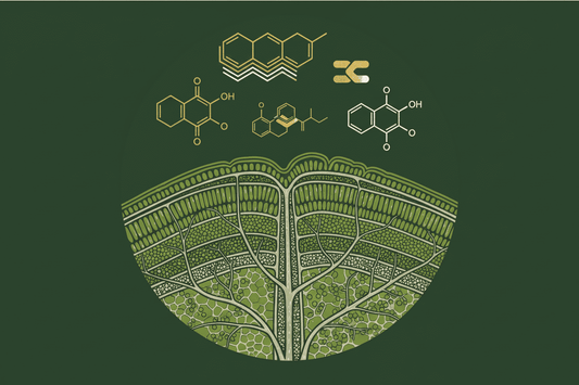 Terpene in Kratom: Was steckt noch in der Pflanze? - Kratoein